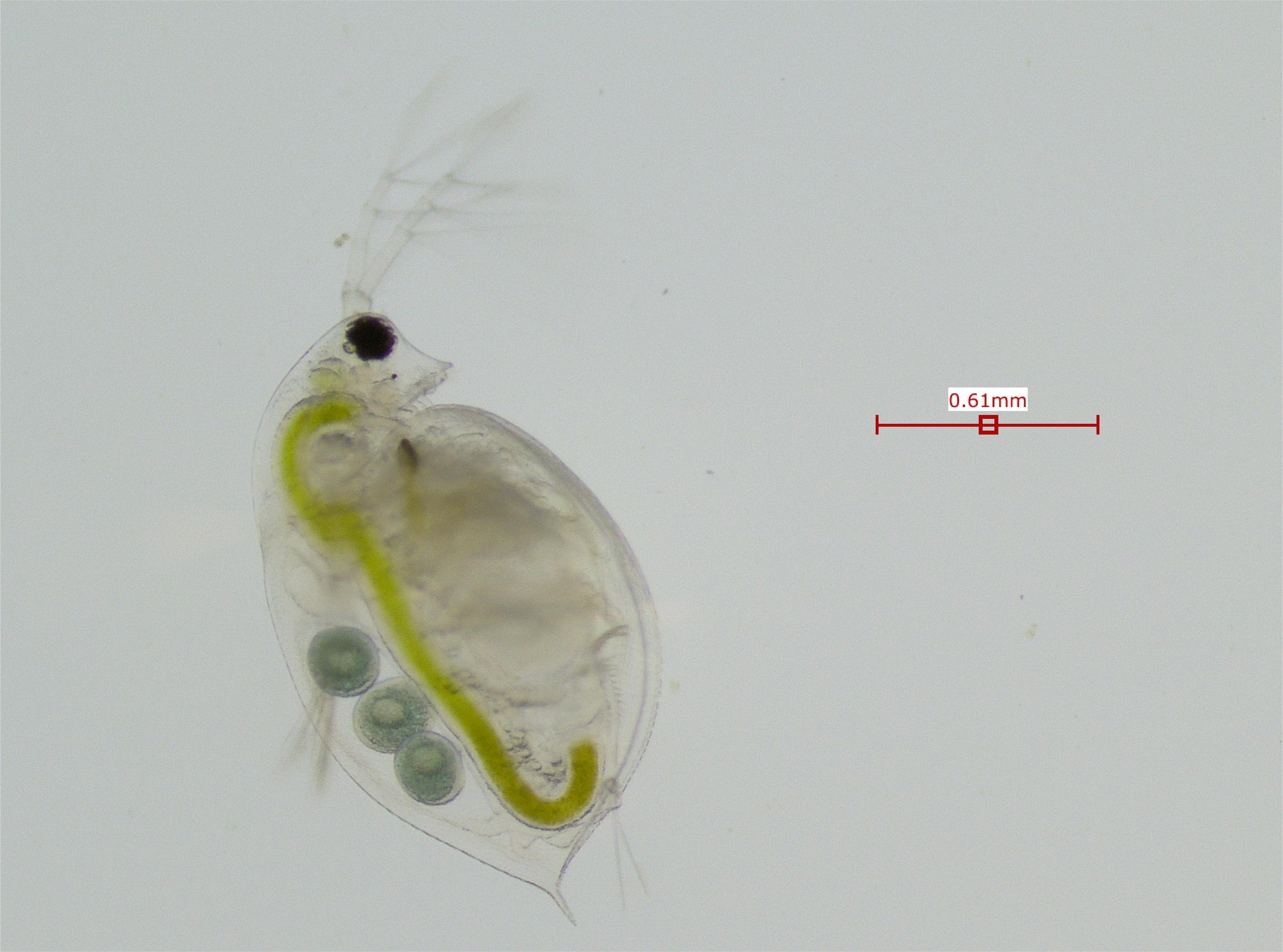 Daphnia catawba